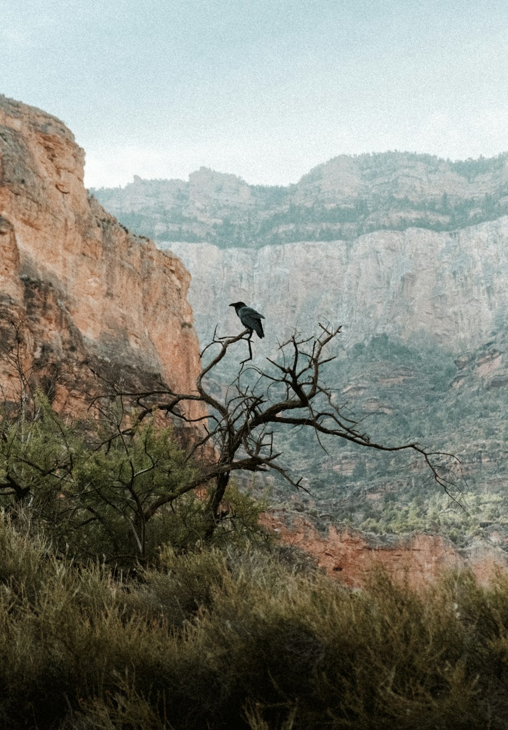 un uccello seduto su un albero