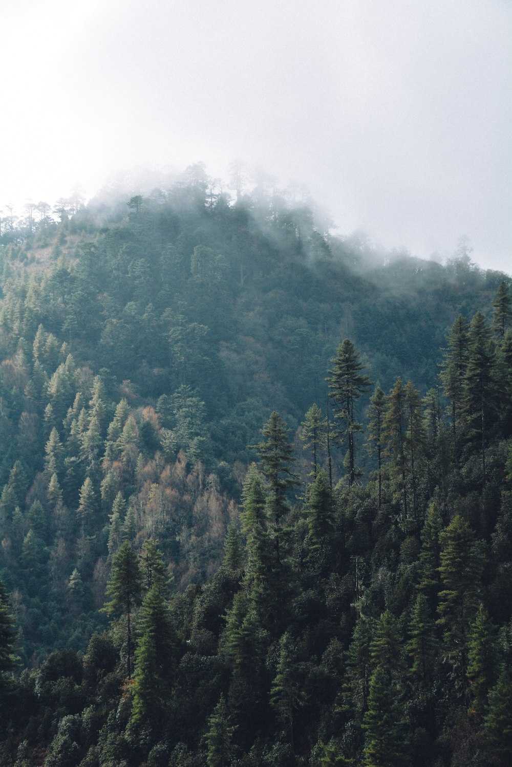 a forest of trees