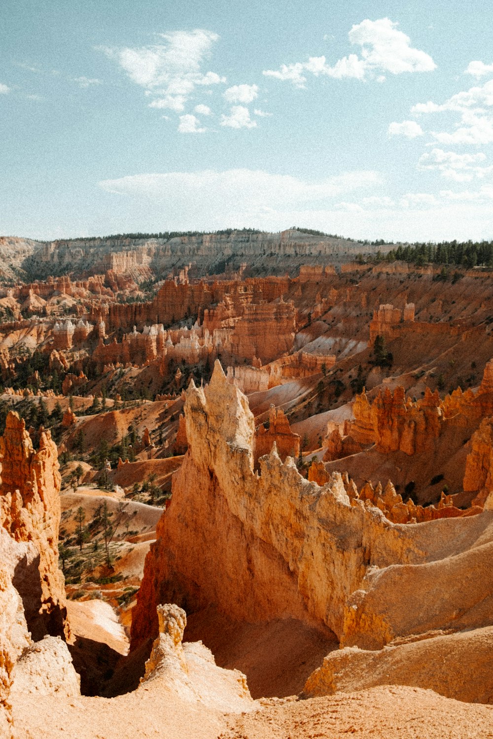 a large canyon with a few trees with Bryce Canyon National Park in the background