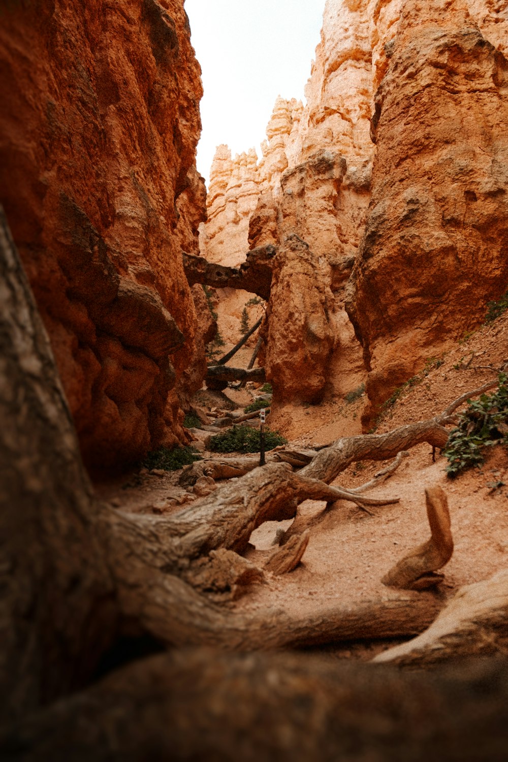 a canyon with a few trees