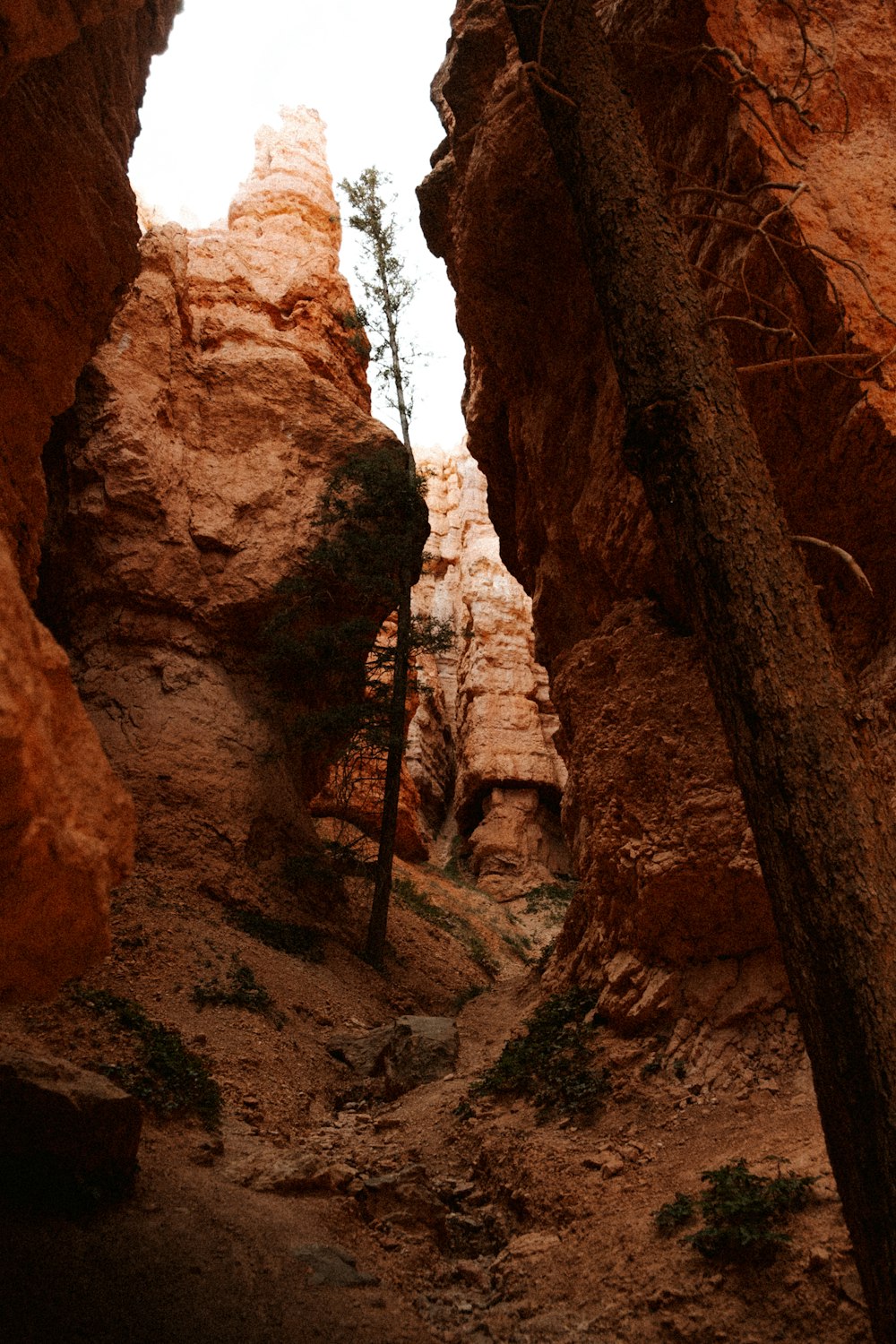 Un canyon roccioso con alcuni alberi