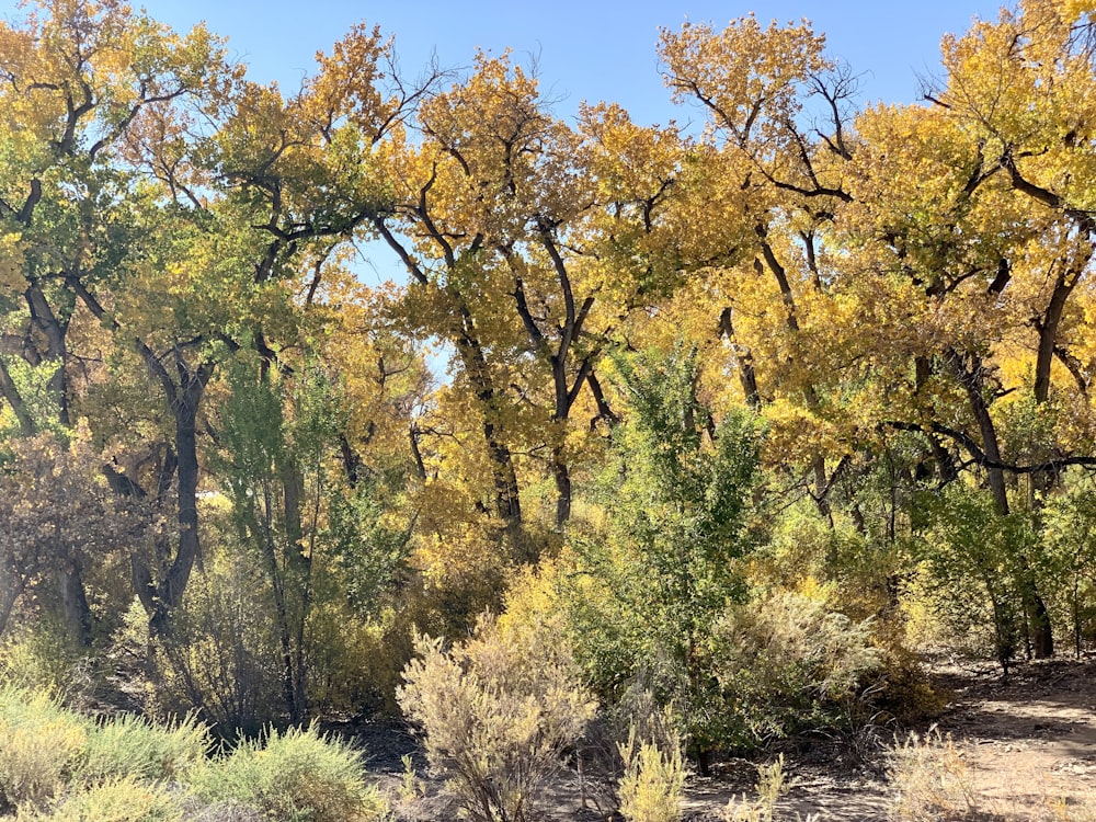 a group of trees