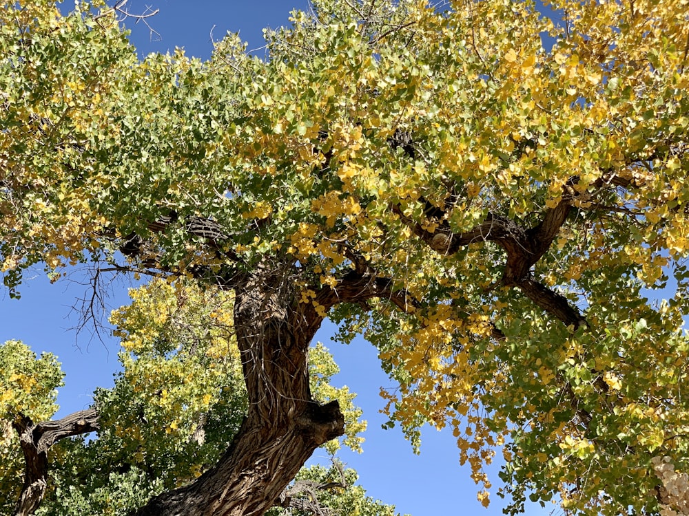 a tree with yellow flowers
