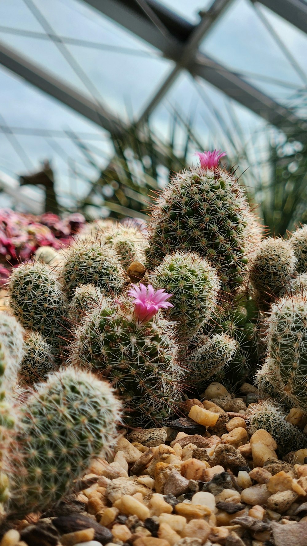 Un cactus en un jardín