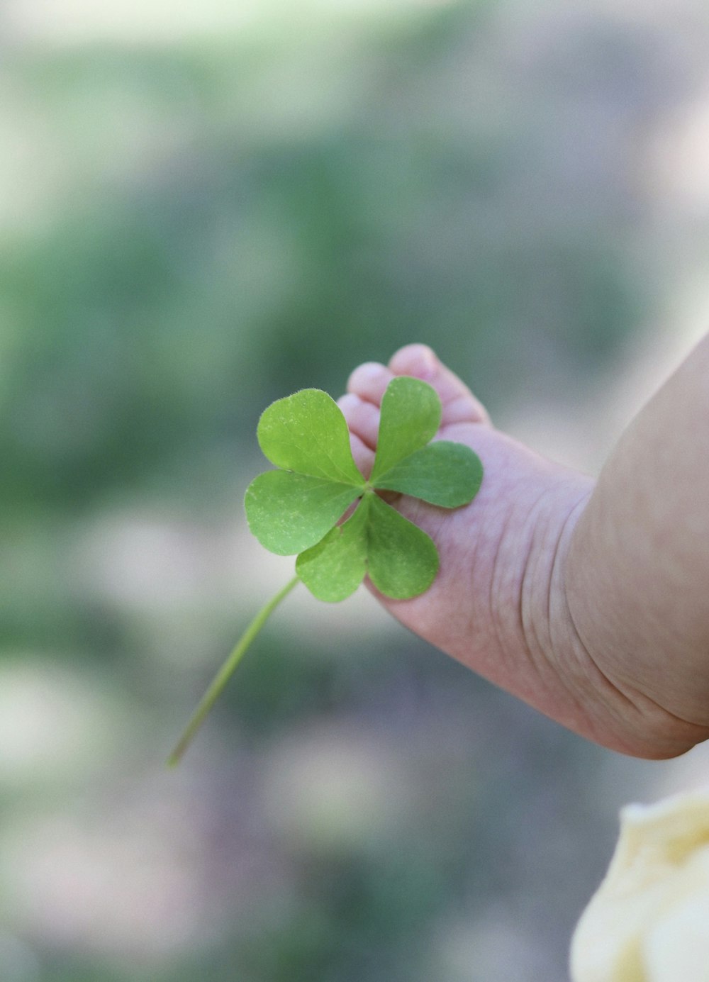 a hand holding a small plant