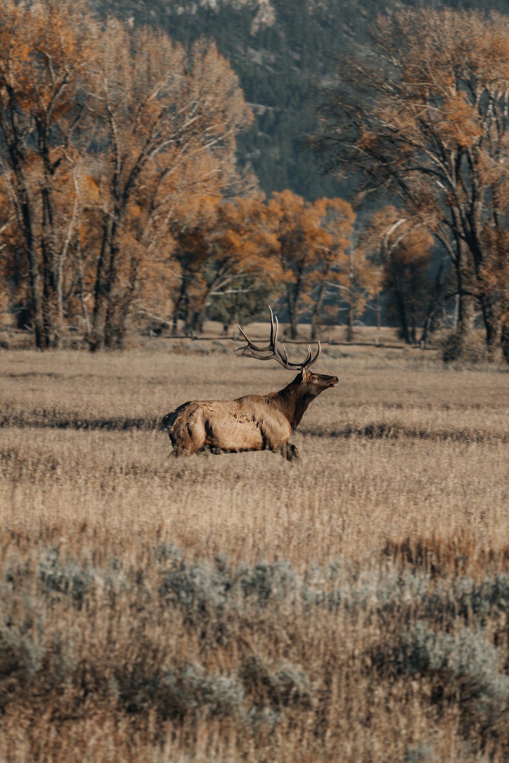 a large elk in a field