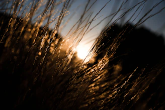 a close up of some branches