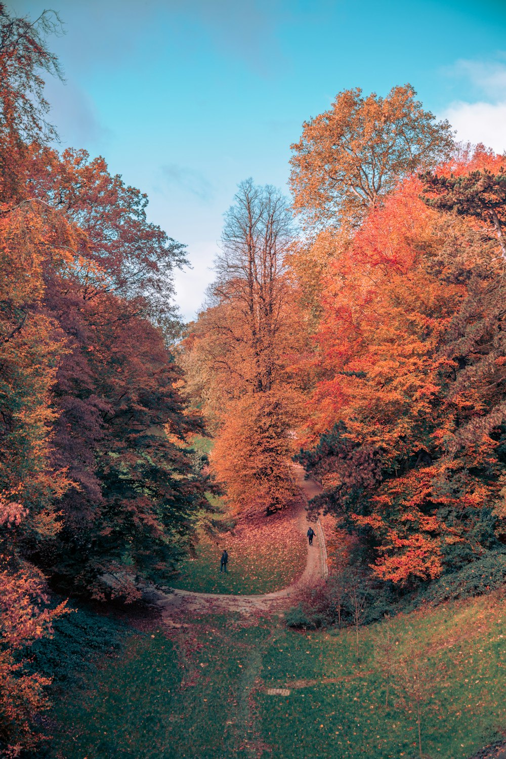 a group of people walking through a forest of trees