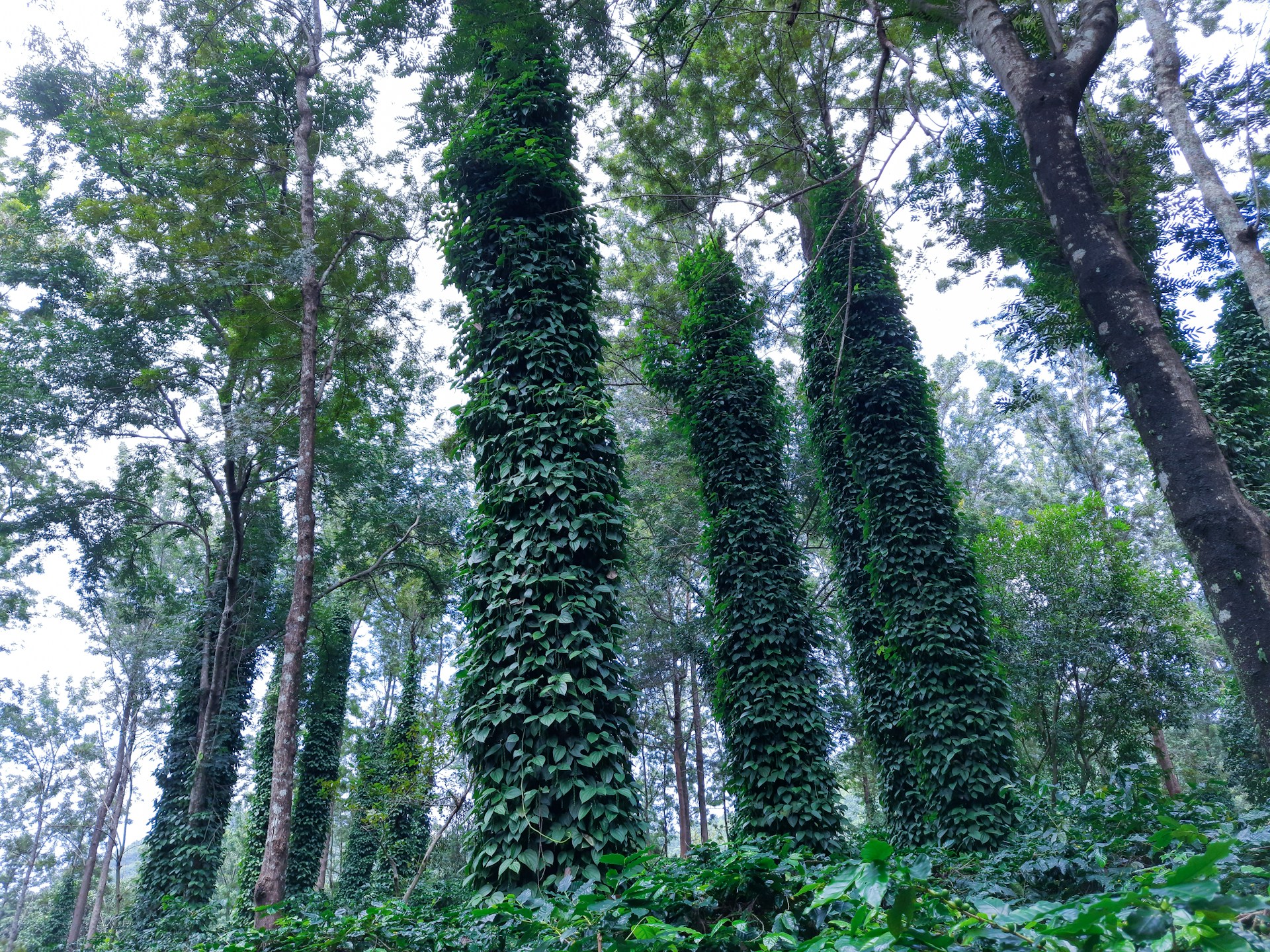 a group of trees in a forest
