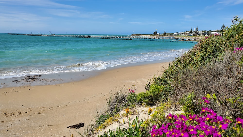 a beach with a pier and flowers