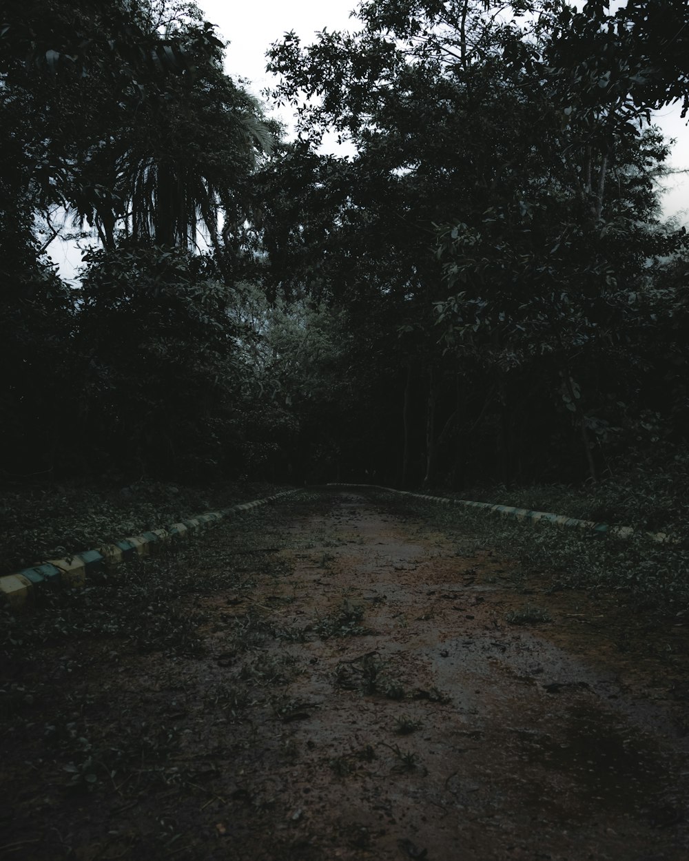 a path with trees on the side