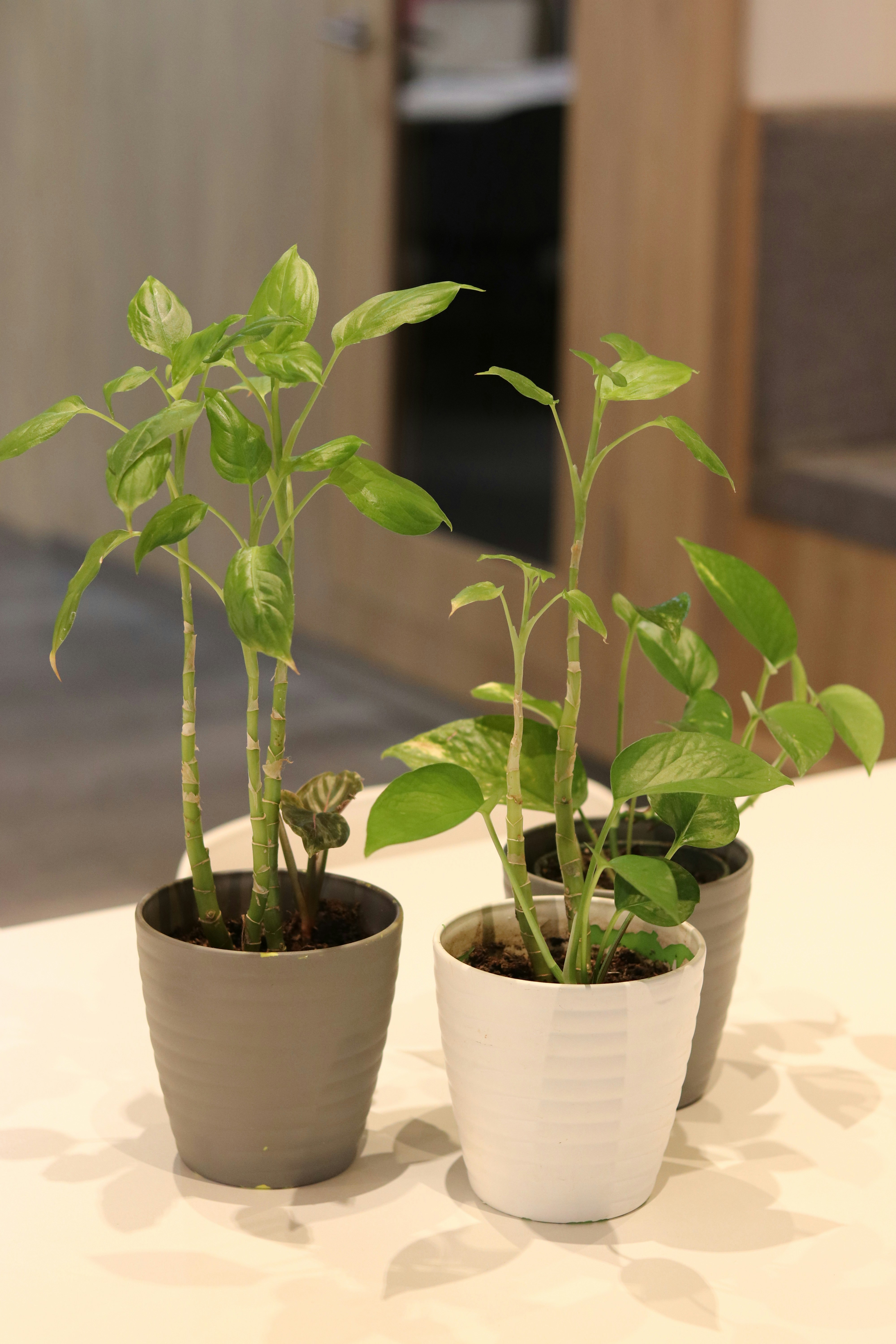 a couple of potted plants