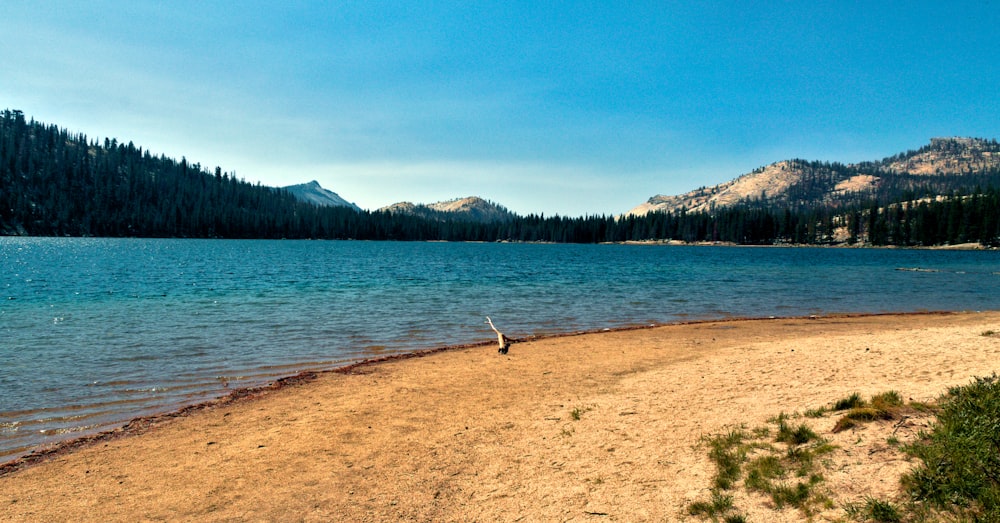 a sandy beach with trees and mountains in the background