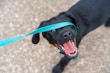 A black dog is playfully holding a teal leash in its mouth, with its tongue partially out. The background consists of a textured, sandy surface.