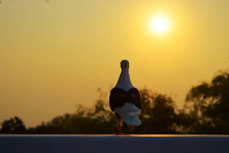 Evening shot of a balcony with pigeon nets, highlighting the net’s durability under soft light.