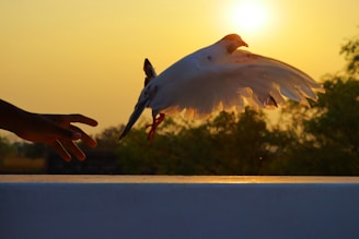 A volunteer releasing a rehabilitated bird back into the wild at sunset