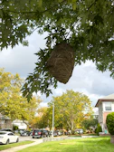 A wasps nest nestled in the branches of a tree in Cramlington