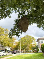 Technician spraying a treated solution on a wasp nest at dusk to ensure complete eradication.