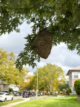 A wasp nest hangs from the branch of a tree with lush green leaves. The nest has a textured, layered appearance. In the background, a suburban street lined with parked cars and houses is visible. Trees and a cloudy sky complete the scene.