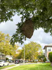 Professional removing a wasp nest from the eaves of a suburban house.