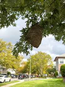 A friendly technician gently relocating a wasp nest from a farmhouse porch, surrounded by green trees.