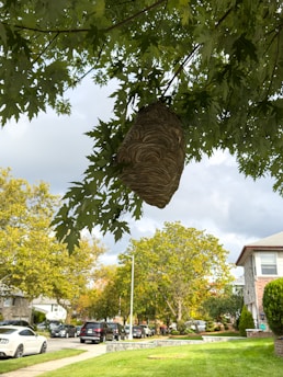 A wasp nest hangs from the branch of a tree with lush green leaves. The nest has a textured, layered appearance. In the background, a suburban street lined with parked cars and houses is visible. Trees and a cloudy sky complete the scene.
