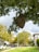 A wasp nest hangs from the branch of a tree with lush green leaves. The nest has a textured, layered appearance. In the background, a suburban street lined with parked cars and houses is visible. Trees and a cloudy sky complete the scene.