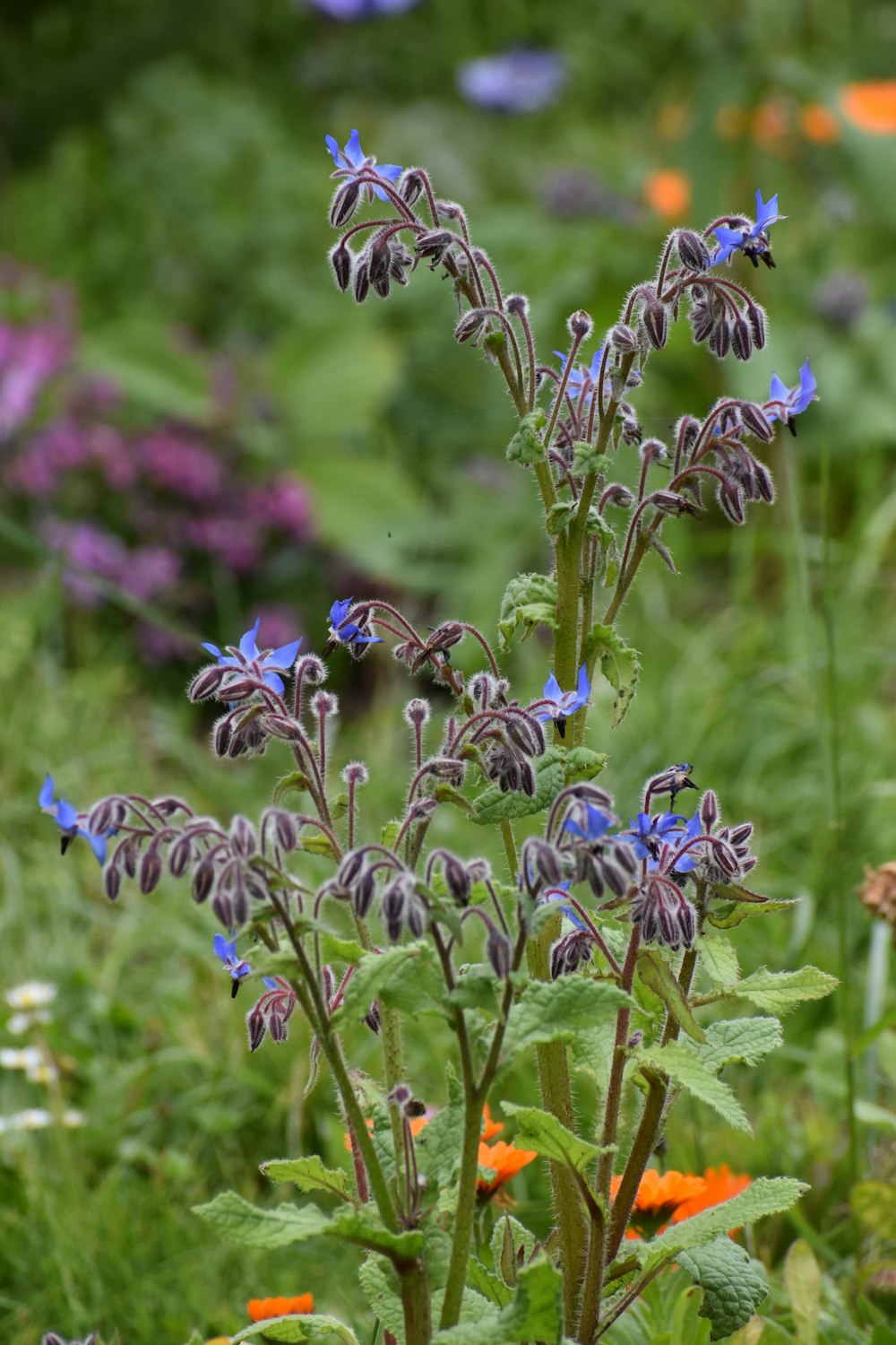 a close up of some flowers