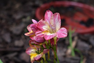 a close up of a flower