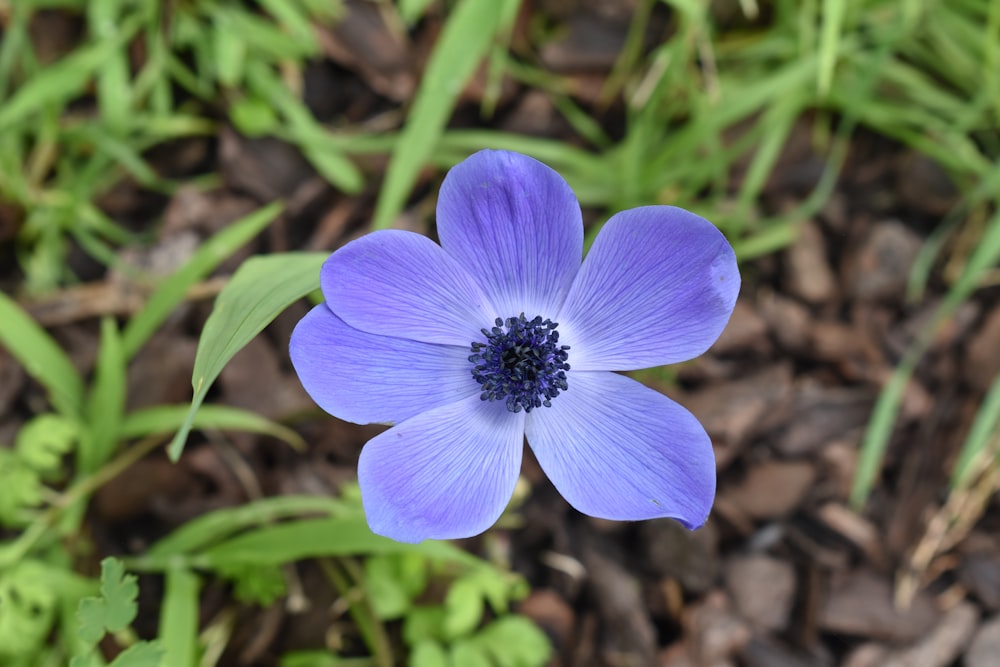 a purple flower in the dirt