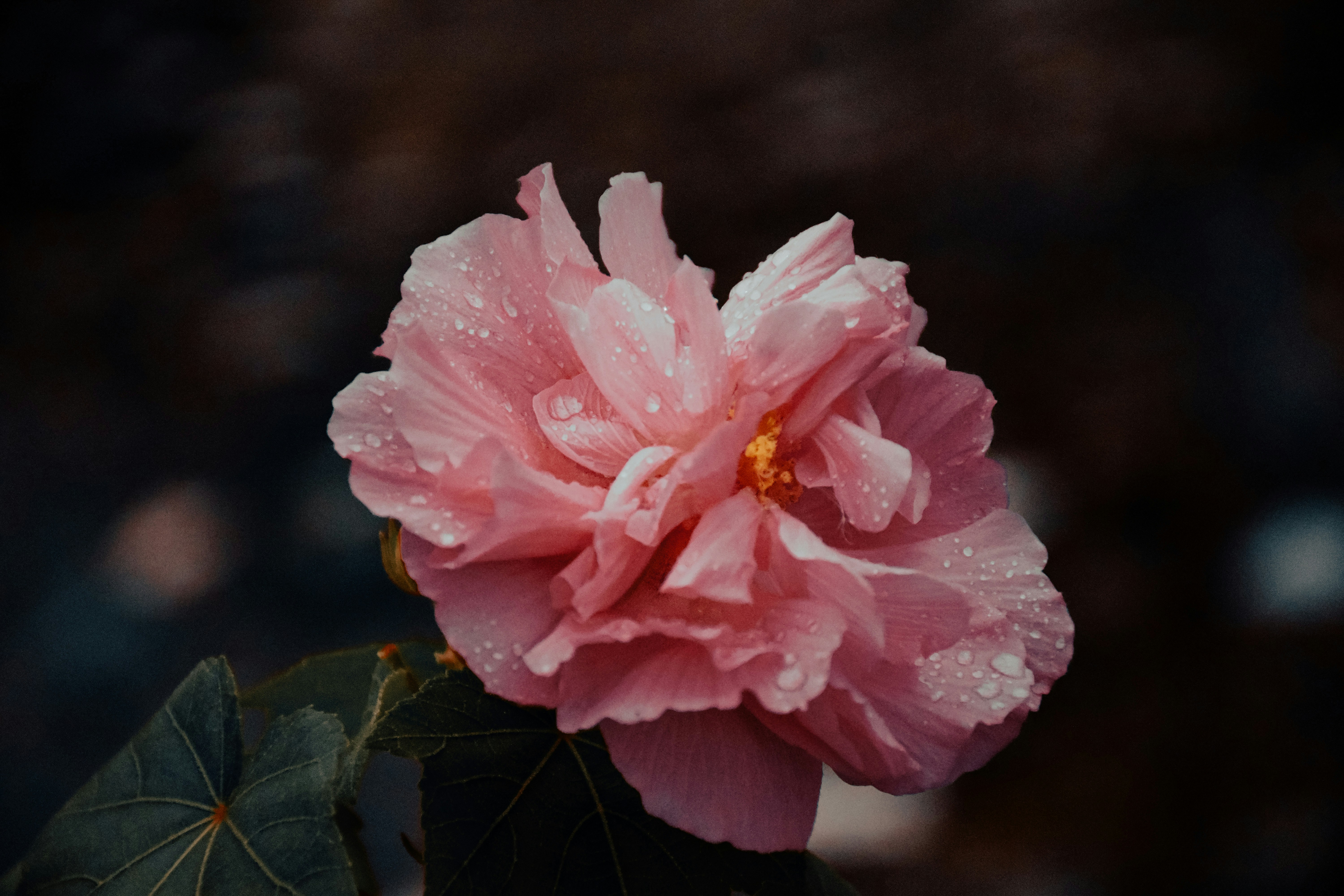 Photo by ankita_clicks