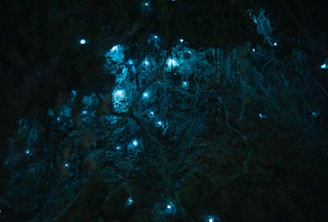 glow worms en el bosque