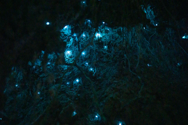 glow worms en el bosque