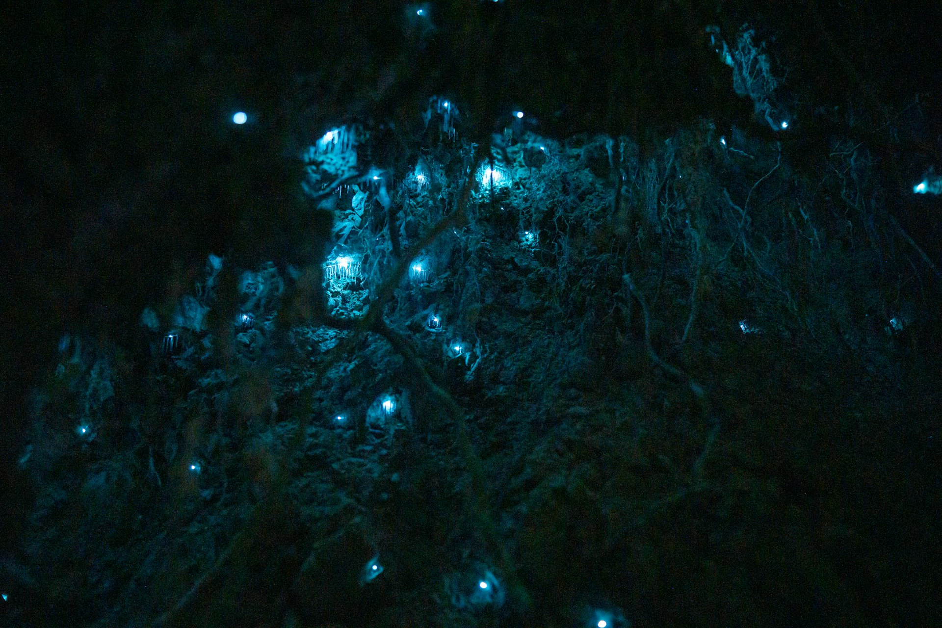 Thousands of tiny blue bioluminescent glow-worms lighting up a dark New Zealand forest, the same titiwai found in the Waitomo Caves
