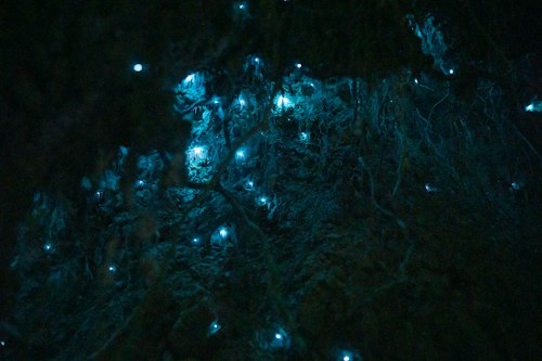 Thousands of tiny blue bioluminescent glow-worms lighting up a dark New Zealand forest