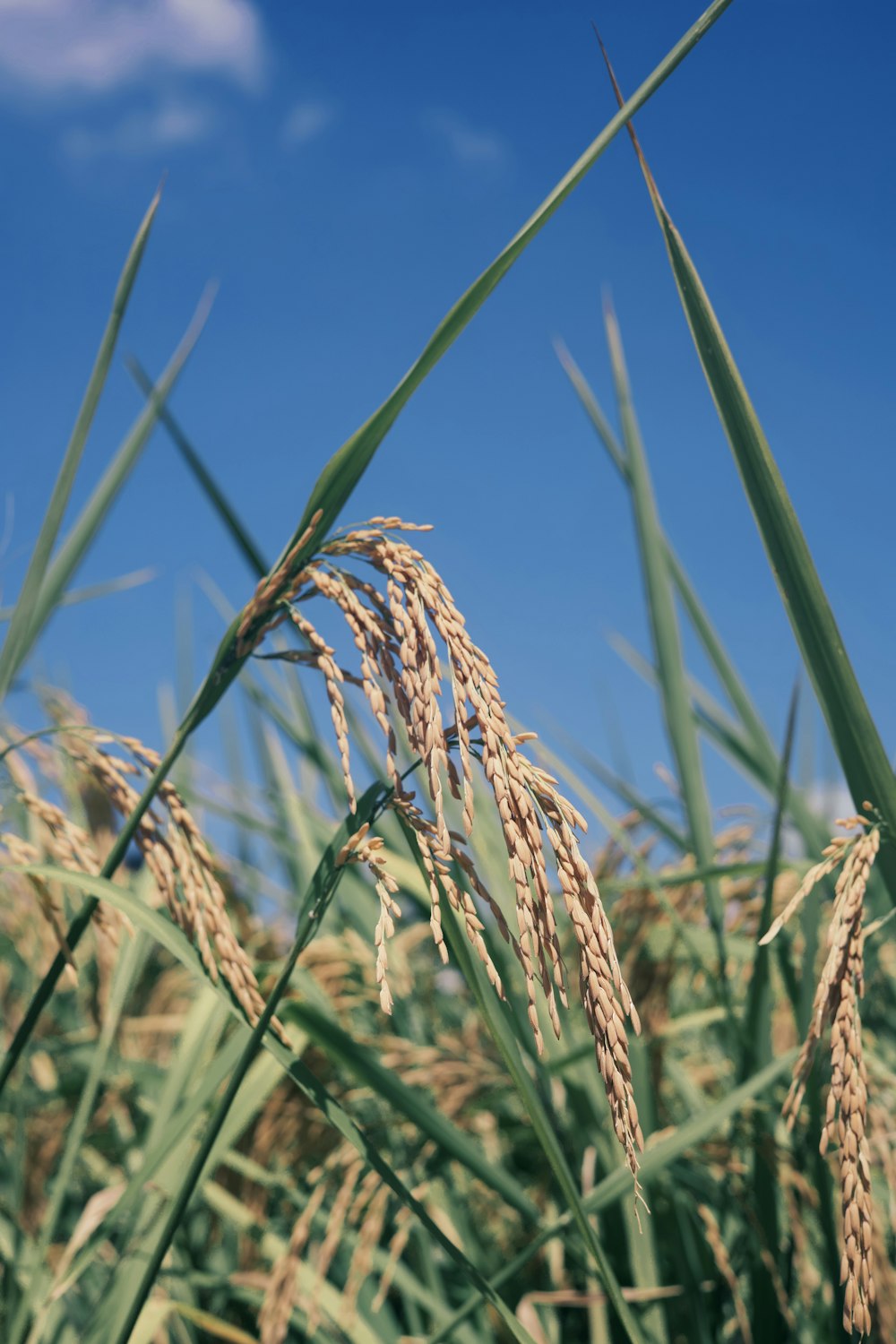 a close up of a wheat field