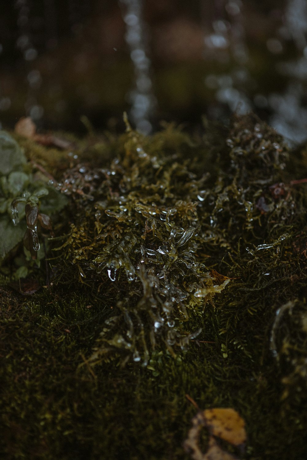 a close up of a plant