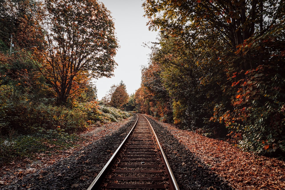 a railroad track surrounded by trees