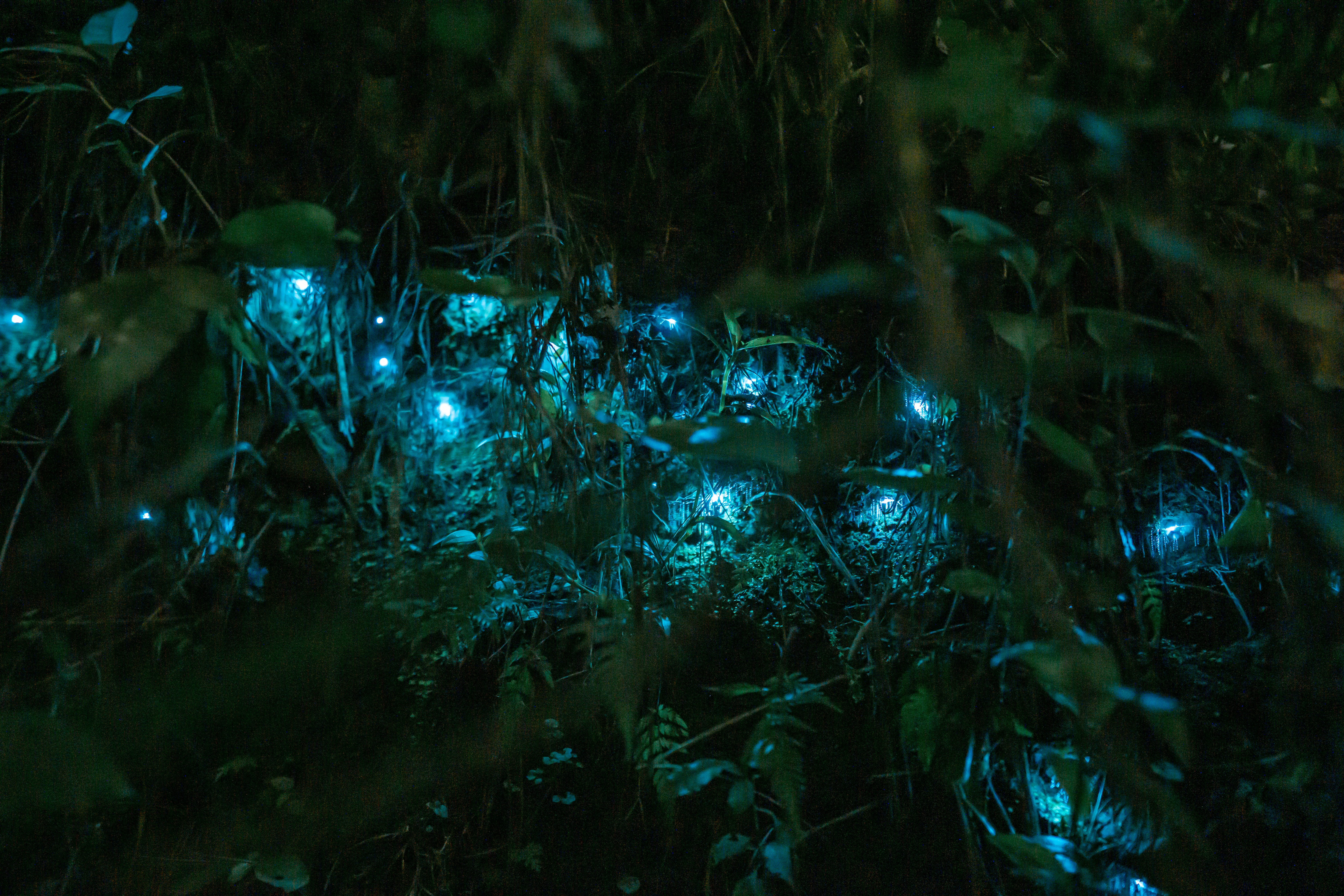 a group of people in a forest, Glow worms live in cool and damp places such caves and on sheltered banks in native bush where humidity is high. Their diet is predatory, they use their bluish green glow to lure in their prey.
