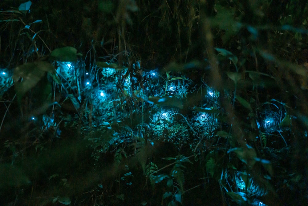 a group of people in a forest