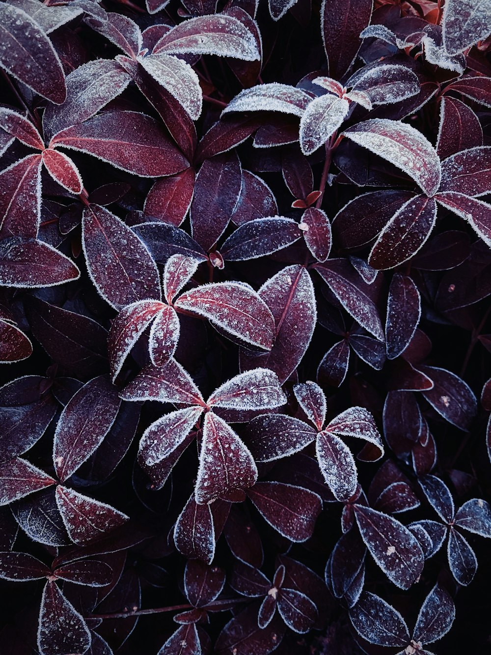 a group of red leaves