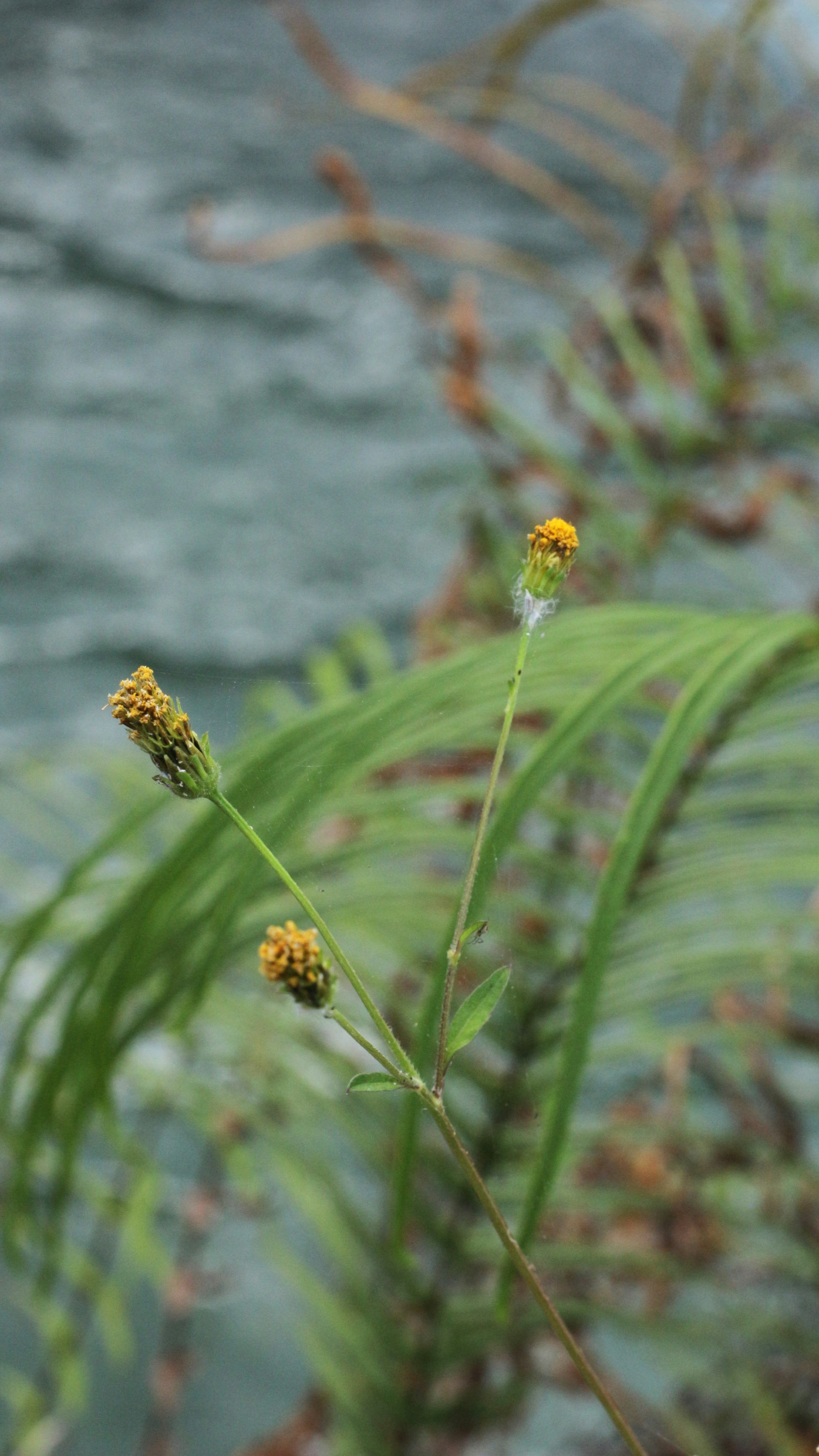 A close-up of a plant photo – Free Natural Image on Unsplash