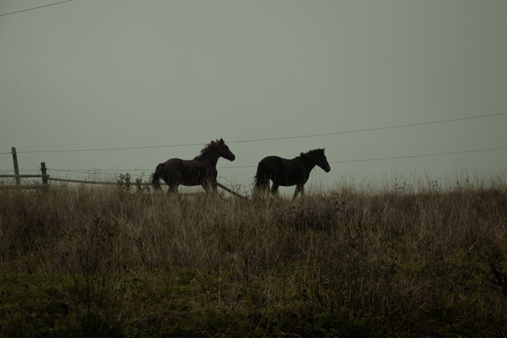 a group of horses in a field