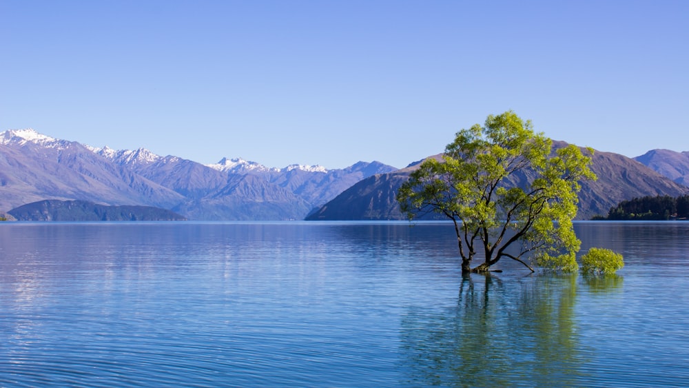 a tree in a body of water with mountains in the background