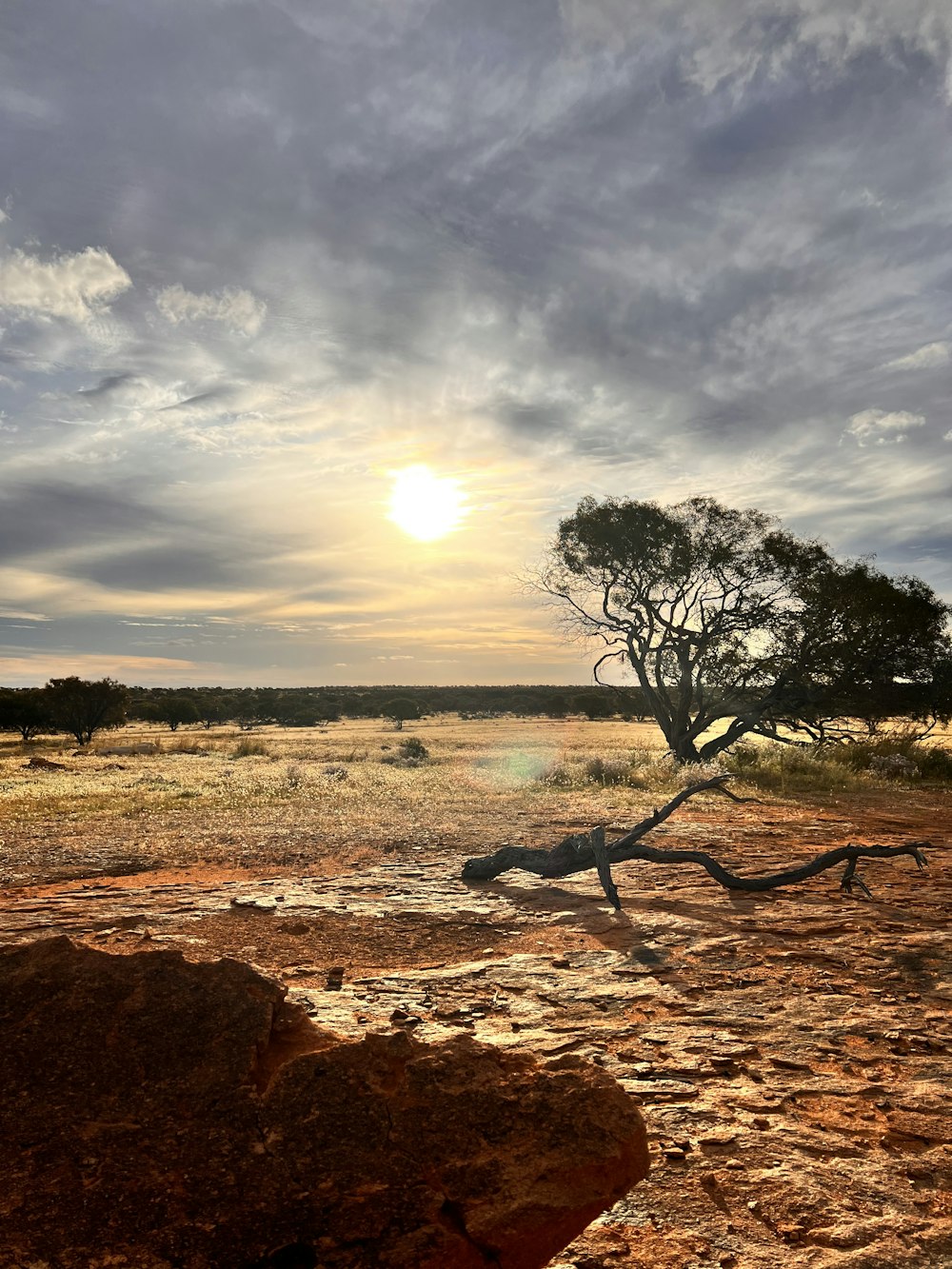 a tree in a field