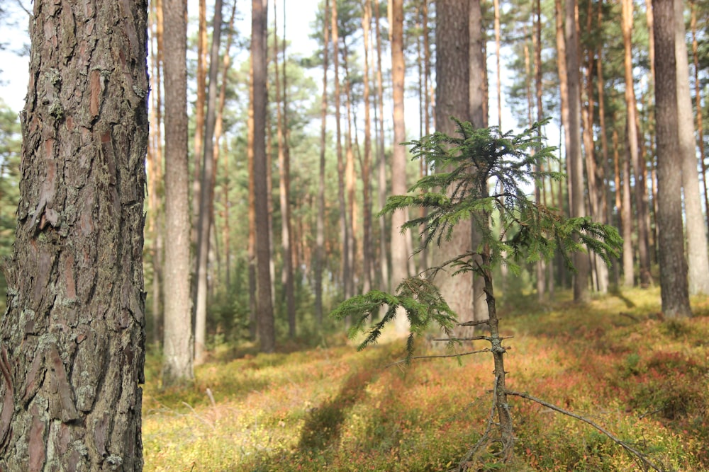 a forest with tall trees