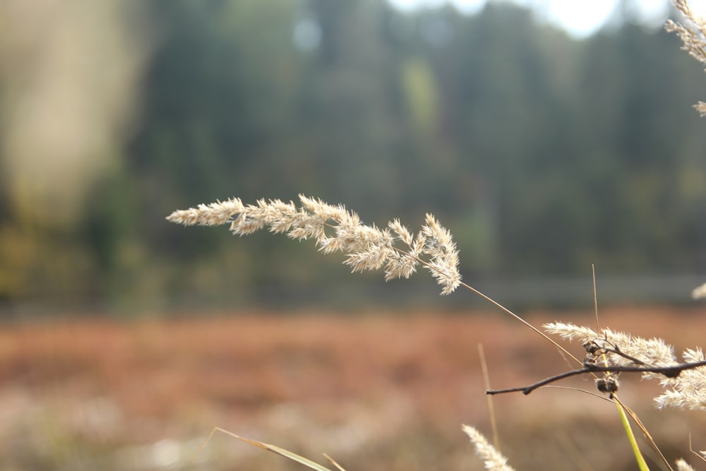 a close up of a plant