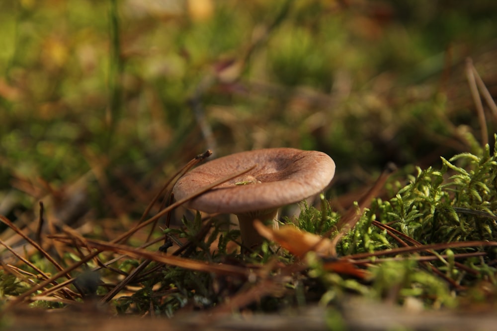 a mushroom growing in the ground