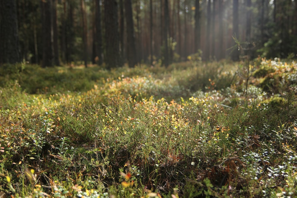 a forest of trees