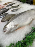 a group of fish